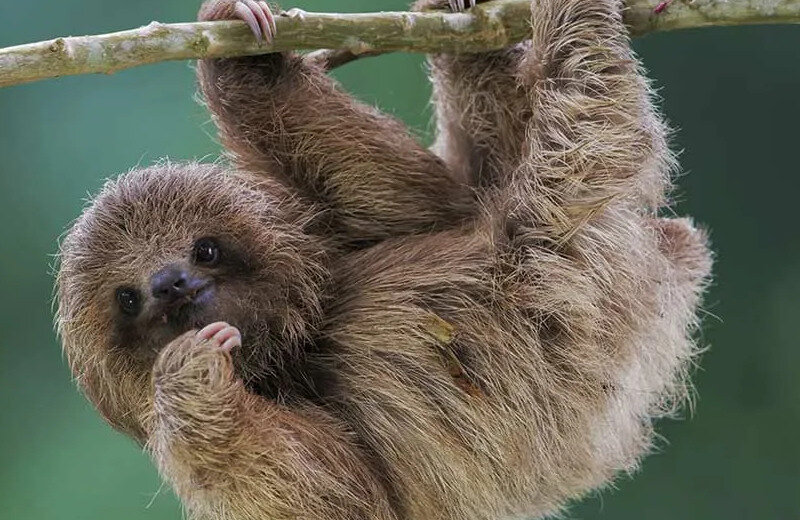 Кит «NAF» Маркович, Team Liquid, BLAST Paris Major