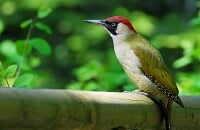 Dota 2, Матчмейкинг, Очерк Галеева