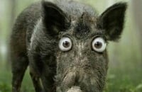 Forze, Enchantress, Евгений «Chu» Макаров, StarLadder ImbaTV Minor, Beastmaster