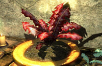 The Elder Scrolls 6, Тодд Говард, Bethesda Game Studios, Skyrim, Bethesda Softworks