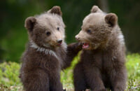 Ростислав «fn» Лозовой, Virtus.pro, Epic Prime League, Дмитрий «DM» Дорохин, Team Liquid, Виталий «Save-» Мельник, Альберт «eine» Гараев, Alliance, VP.Prodigy, HellRaisers, ESL One Birmingham, Егор «Nightfall» Григоренко, WePlay! Pushka League