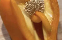 ахахаха, кино, Половое воспитание, Джиллиан Андерсон