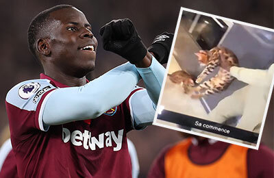 коты, Курт Зума, Вест Хэм, премьер-лига Англия, происшествия