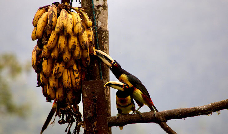 🍌 Эквадор живет бананами: экспортирует больше всех в мире, добавляет во все блюда, а банановый магнат построил стадион