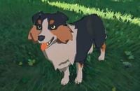 Nintendo Switch, Экшены, The Legend of Zelda, Стримы, Nintendo