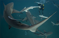 The Perfect World Masters, Team Empire, Видео, Vega Squadron