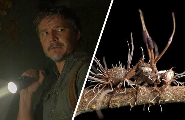 Одни из нас (сериал), The Last of Us, The Last of Us 2, Белла Рамзи, Педро Паскаль