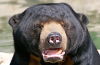 The Kiev Major, Механика