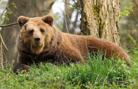 Timbersaw, Матчмейкинг, Enigma, Lone Druid, Brewmaster, Enchantress