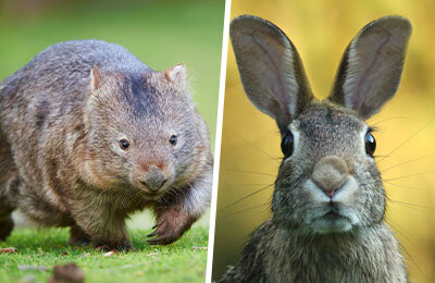 чемпионат мира, Сборная Австралии по футболу, ЧМ-2022