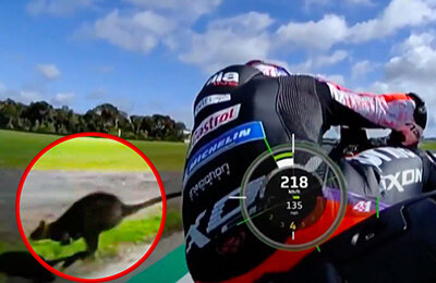 MotoGP Гран-при Австрии, чемпионат мира MotoGP, Алеш Эспаргаро, животные и спорт