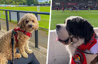 собаки, Д4 Англия, Д3 Англия, чемпионшип, Д5 Англия, Д6 Англия, животные и спорт