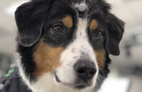 The Last of Us 2, PlayStation 4, Naughty Dog, Экшены