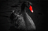 Четыре репорта, TI Style, Не про Доту, Кибер, Black Swan, The International