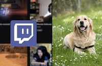 Стримы, Twitch