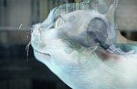 Sony Interactive Entertainment, Экшены, Платформеры, PlayStation 5, Sony PlayStation