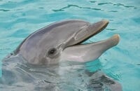 Ярослав «NS» Кузнецов, MMR, Алексей «Solo» Березин, ахахаха, OGA Dota PIT Season 4: Europe/CIS, Игорь «ILTW» Филатов, Матчмейкинг