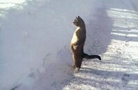 Стримы, Twitch, Иман «Pokimane» Анис, Зак Asmongold, Мэтью «Mizkif» Ринаудо, Стримеры