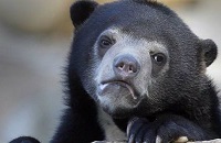 HellRaisers, MOUZ, Fnatic, Virtus.pro, MOUZ, Astralis, Faze Clan, Virtus.pro, HellRaisers, Heroic, NAVI