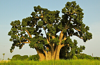 ЧМ-2022, Сборная Сенегала по футболу