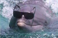 Alliance, Nigma, DPC Европа, Team Secret, Игорь «ILTW» Филатов