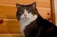 Cyberpunk 2077, Halo Infinite, Vampire: The Masquerade – Bloodlines 2, Шутеры, Экшены