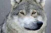 Monkey King, Mars, Lycan, Tiny, Tinker, The International