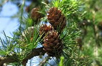 Boom, Chen, Evil Geniuses, Андреас Франк «Cr1t-» Нильсен, Мейджоры, ESL One Stockholm Major, ахахаха