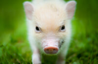 Dota 2, Tiny, Axe, Legion Commander, Anti-Mage, Huskar, Bloodseeker, Патч 7.36b, Outworld Destroyer, Leshrac