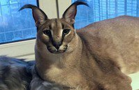 CD Projekt RED, Ведьмак 3: Дикая Охота, Ведьмак, Ведьмак 4, Анджей Сапковский, Экшены, Ролевые игры