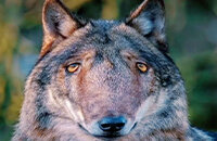 Одрик «JaCkz» Джаг, Илья «Perfecto» Залуцкий, BLAST Premier Spring Finals, NAVI, Тимофей «Interz» Якушин