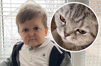 Хасбик, коты