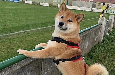 Спортс