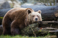 Бакыт «Zayac» Эмилжанов, WePlay! Pushka League, Игорь «ILTW» Филатов, Virtus.pro, Team Liquid, Владимир «No[o]ne» Миненко, OGA Dota PIT Season 4: Europe/CIS, Роман «Resolut1on» Фоминок, Ninjas in Pyjamas, Алексей «Solo» Березин