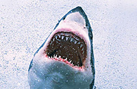 DreamLeague Season, Илья «ALOHADANCE» Коробкин, Айрат «Silent» Газиев, Семен «CemaTheSlayer» Кривуля, Сергей «G» Брагин, Vega Squadron, Василий «AfterLife» Шишкин