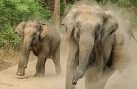 Чжан «LaNm» Чжичэн, Сун «Sccc» Чунь, Ван «Ame» Чуньюй, Жу «RedPanda» Чжихао, Royal Never Give Up, Team Aster, Го «Shiro» Сюаньан, EHOME, Dota Pro Circuit, Vici Gaming, Лай «Ahjit» Джей Сун, Elephant, Ян «Erika» Шаохан, LGD, Invictus Gaming, Сюй «Echo» Цзилян