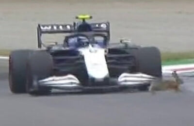 Уильямс, Валттери Боттас, Экология, Экология, Формула-1, Гран-при Италии, Мерседес, Николас Латифи, животные и спорт