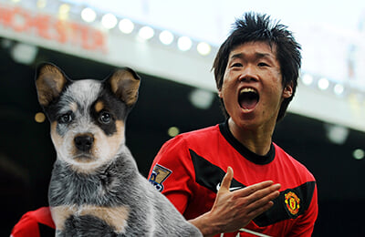 Манчестер Юнайтед, Хван Хи Чхан, Пак Чжи Сун, Вулверхэмптон, происшествия, Спортс, Сеул-1988, собаки