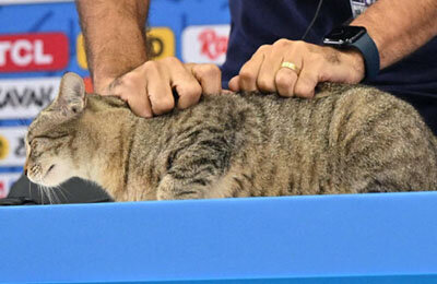 Сборная Бразилии по футболу, ЧМ-2022, Винисиус Жуниор, коты