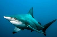 Vega Squadron, Данил «Gpk» Скутин, Team Lithium, Арслан «xannii» Шаджанов, Морис «KheZu» Гутман, Алексей «Vega» Кондаков