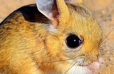 Tuscan, Dust2, Valve, Андрей «Jerry» Мехряков