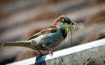 Last Chance Qualifier The International 2022, The International, Илья «ALOHADANCE» Коробкин, Предметы Dota 2, Алик «V-Tune» Воробей, NAVI, Киберспорт