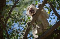 PGL Arlington Major, BetBoom Team, Nature's Prophet, Илья «Yatoro» Мулярчук, DPC СНГ, Monkey King, Даниил «1ceN1ce» Халиков, Мейджоры