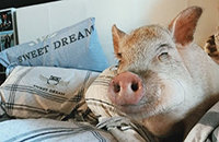 Хенрик «AdmiralBulldog» Анберг, Иван «Faker» Демкин, Олоф «olofmeister» Кайбьер, Иван «ArtStyle» Антонов, Елена «Meg» Урусова, Ярослав «NS» Кузнецов, Михаил «Dosia» Столяров, Филип «NEO» Кубски, Шеннон «SUNSfan» Скоттэн, Йорин «Sheever» ван дер Хейден, Алексей «Solo» Березин, Александр «XBOCT» Дашкевич, Йоаким «Akke» Актералл, Илья «ALOHADANCE» Коробкин, Джеки «Stewie2k» Йип, Мария «Marple» Ермолина, Амер «Miracle-» аль-Баркави, Тайлер «Ninja» Блевинс, Клемент «Puppey» Иванов