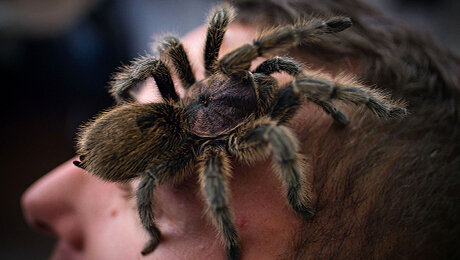 Тест: настоящая или выдуманная фобия?