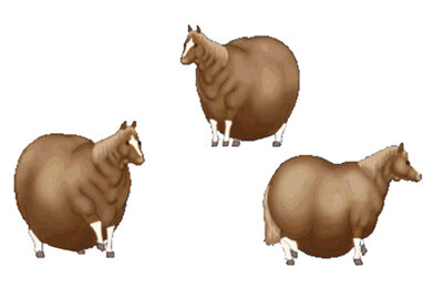 Мемы про животных, мемы, Свежие мемы