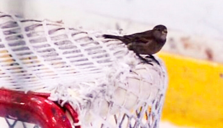 Фотография поста в ленте Однажды в финале КХЛ на перекладине сидел воробей. Команды забивали только в эти ворота