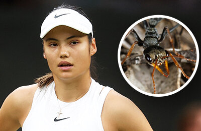 Эмма Радукану, ATP, животные и спорт, WTA, Australian Open
