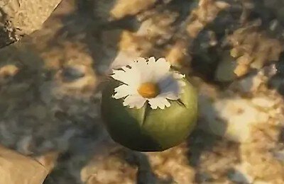 GTA 5, Прохождения, Обзоры игр