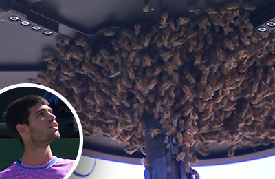 Вторжение пчел остановило теннис в Индиан-Уэллс. Тысячи прилетели на корт!